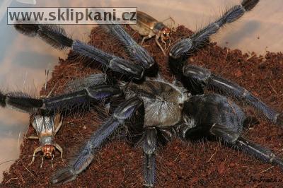 Cyriopagopus_sp._"blue"